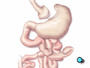 The next step is to divide the small intestine.